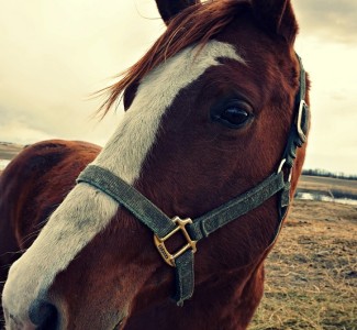 Foto Corso per Accompagnatori di turismo equestre