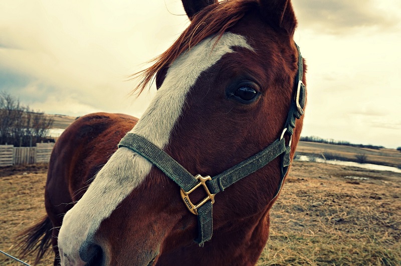 Corsi Accompagnatori turismo equestre