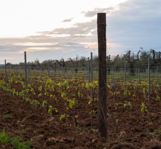 Foto A Vibo Valentia Corso di formazione Operatore agrituristico